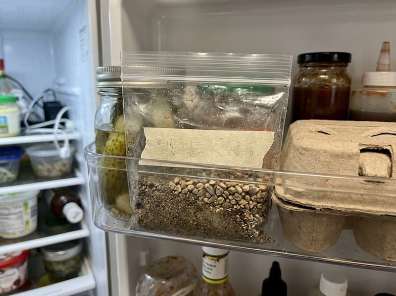 A small zip-top bag of damp sand and pale coneflower seeds, labelled with masking tape, on a refrigerator door shelf
