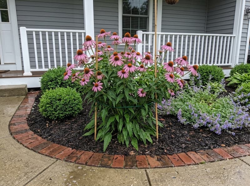 The same spot a year later: a bigger coneflower clump after a storm, its outer stems held by two bamboo canes and green twine, a few petals chewed