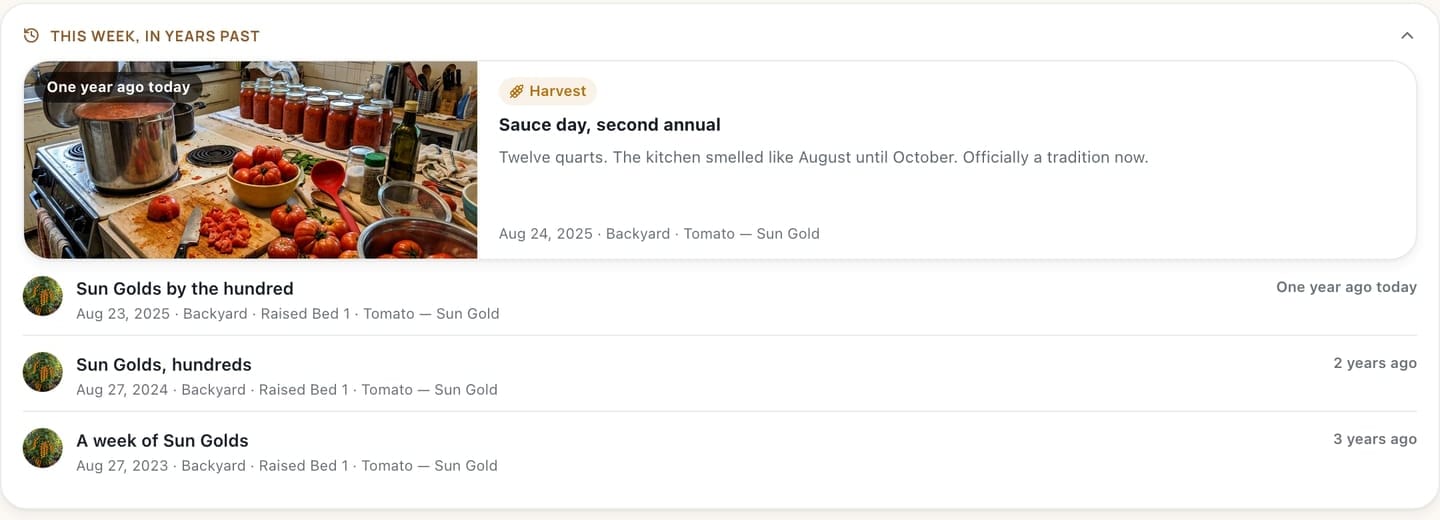The Memories screen, 'This week, in years past': a card labelled One year ago today — a kitchen counter of jars and tomatoes — 'Sauce day, second annual. Twelve quarts. The kitchen smelled like August until October. Officially a tradition now.' Aug 24, 2025, Backyard, Tomato — Sun Gold. Below it, the same week in earlier years: Sun Golds by the hundred, Aug 23, 2025; Sun Golds, hundreds, Aug 27, 2024; A week of Sun Golds, Aug 27, 2023